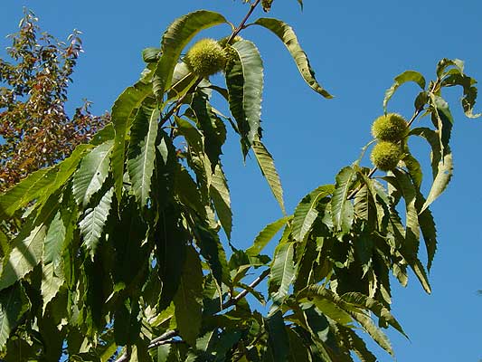 distinct leaves and fruit