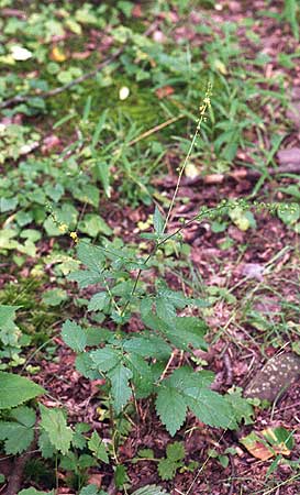 entire agrimony plant