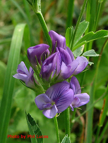 close up of the flowers
