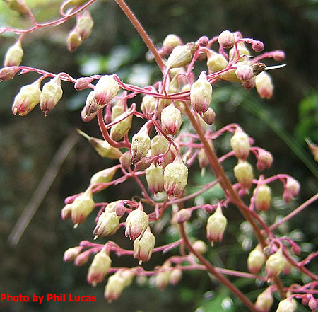 the flowers 