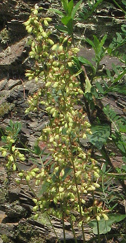 flower panicle has gone to seed