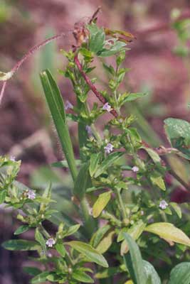 poor photo of plant and flowers