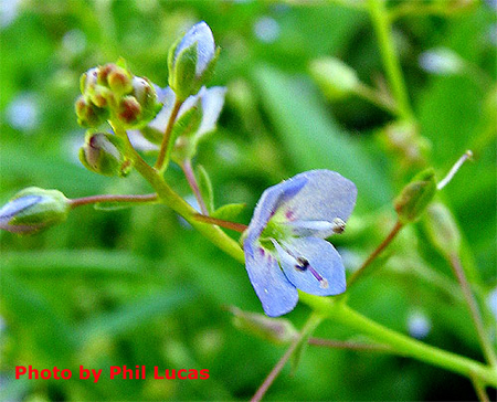 closeup of the tiny flowers