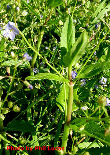 shows leaf structure of the plant