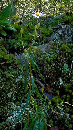 long, narrow leaves