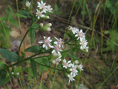 closeup of the flowers
