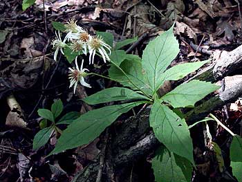 the arrangement of the leaves