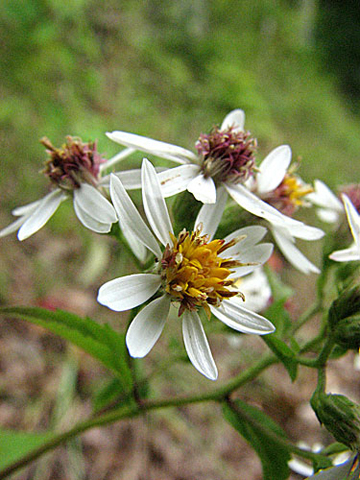  a closer look at the flowers