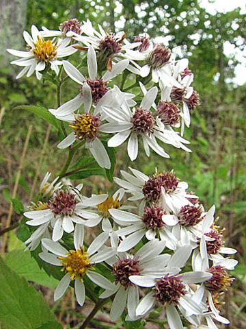 a plume of flowers