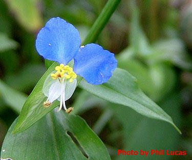 closeup of the small colorful flower