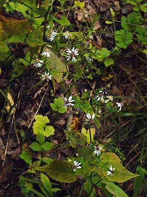 flowers and leaves