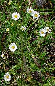 a form of the flowers