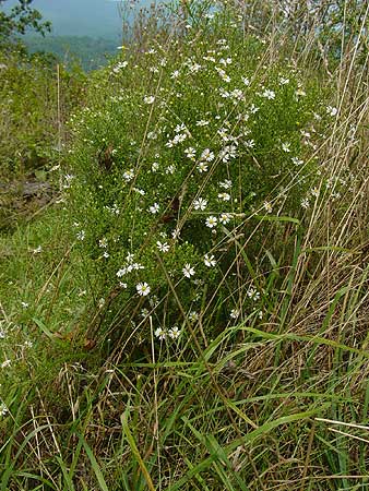 a form of the shrub