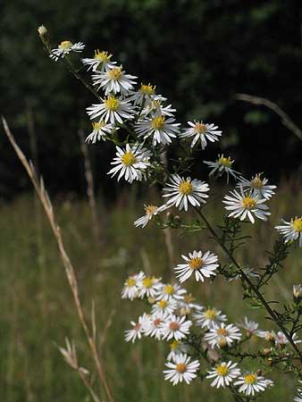 the flower panicle