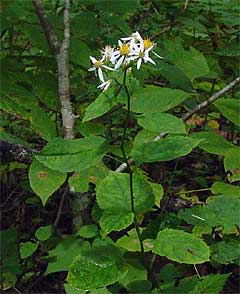 note shape of leaves