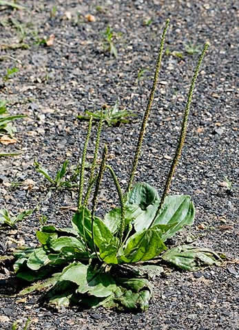 the entire weed
