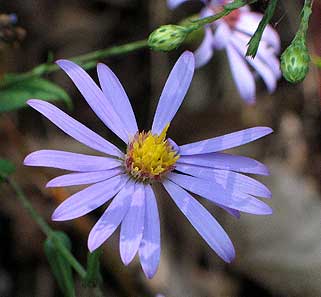 the colorful flower