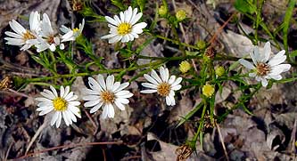 low crawly with brigh flowers