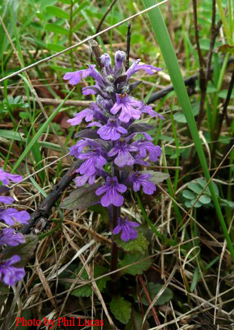 the flower spike colors usually blue