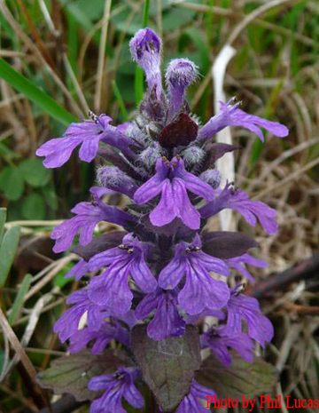 a closer look at the flowers