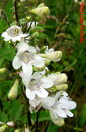 a string of flowers