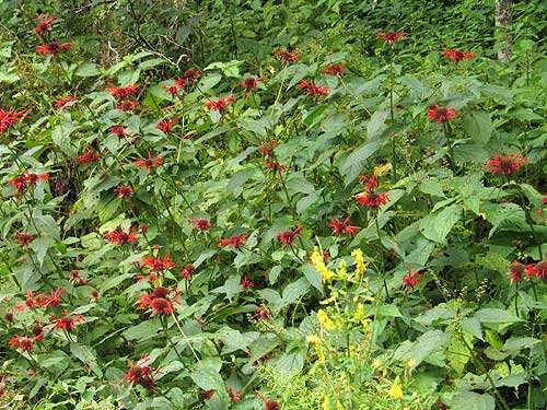 field of plants