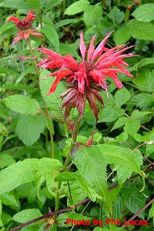 closeup of entire plant