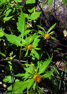 entire plant