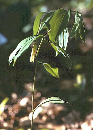 flowers below the leaves