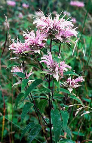 the entire plant