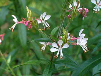 closeup of flowers