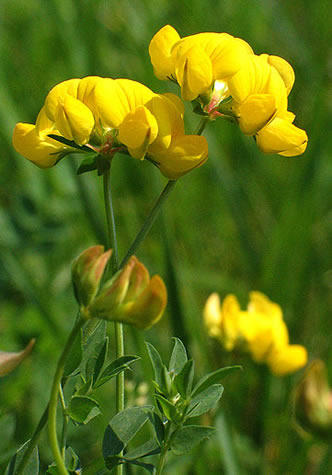 bright pea-like flowers