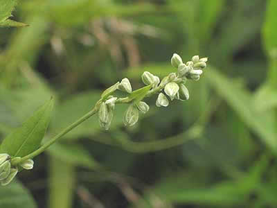 flower heads