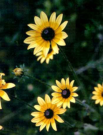 the colorful flowers
