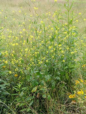 the entire bushy plant