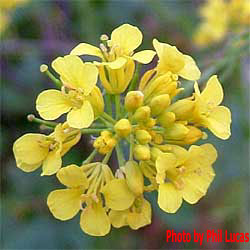 closeup of flowers