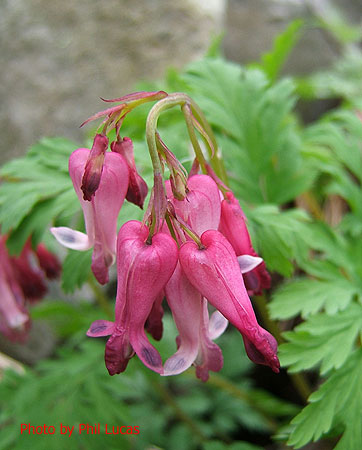 flowers up close