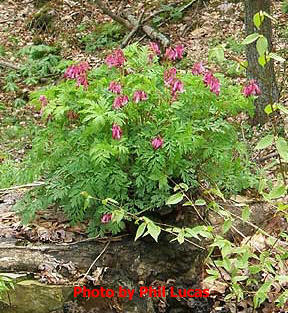 an entire plant clump