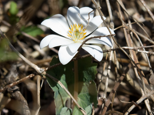 the entire plant with clasping leaf