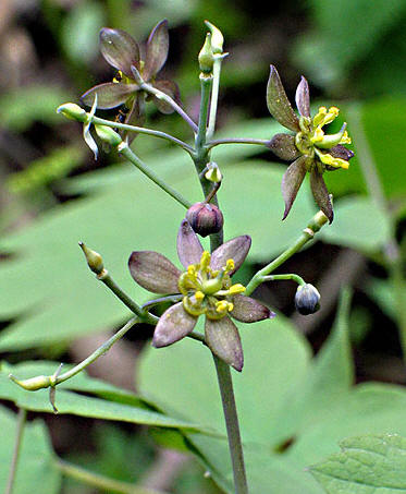 closeup of the not-blue flower