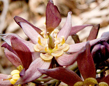 close up of the flower