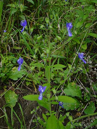 entire scented plant