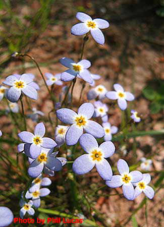 four-petal flowers