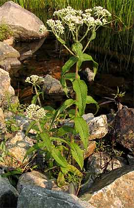 stem goes through leaves