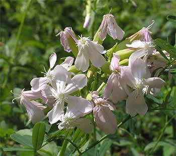 typical flower color