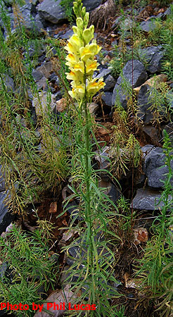 the entire plant