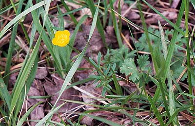 small plant is unusual