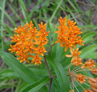 one aspect of this colorful plant