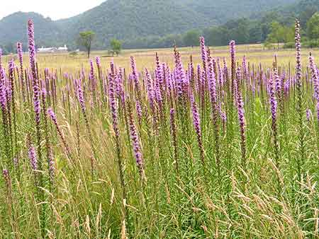 a field of flowers