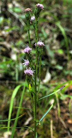 the slender plant